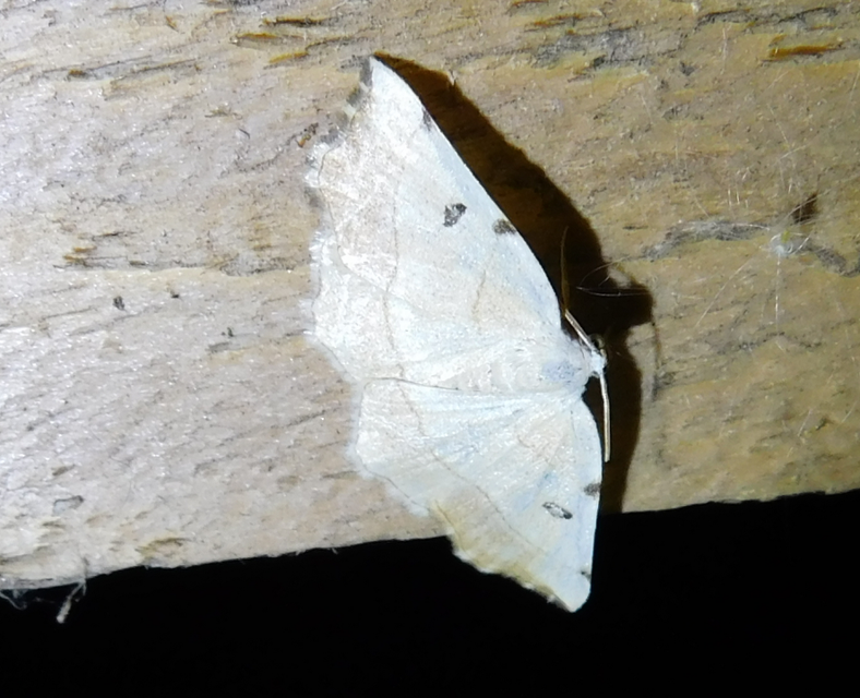 Eilicrinia trinotata - háromjegyű araszoló