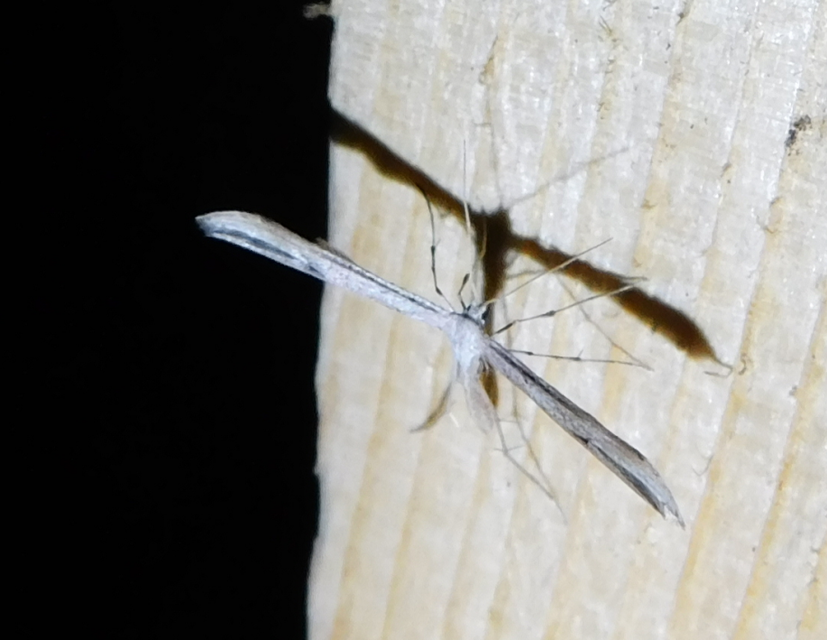 Emmelina monodactyla/argoteles