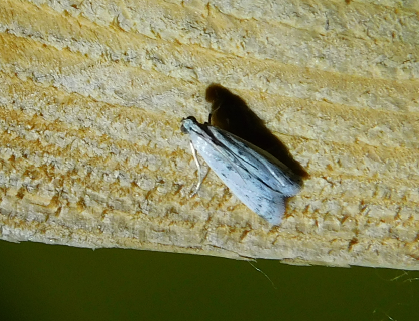 Homoeosoma nebulella - napraforgómoly