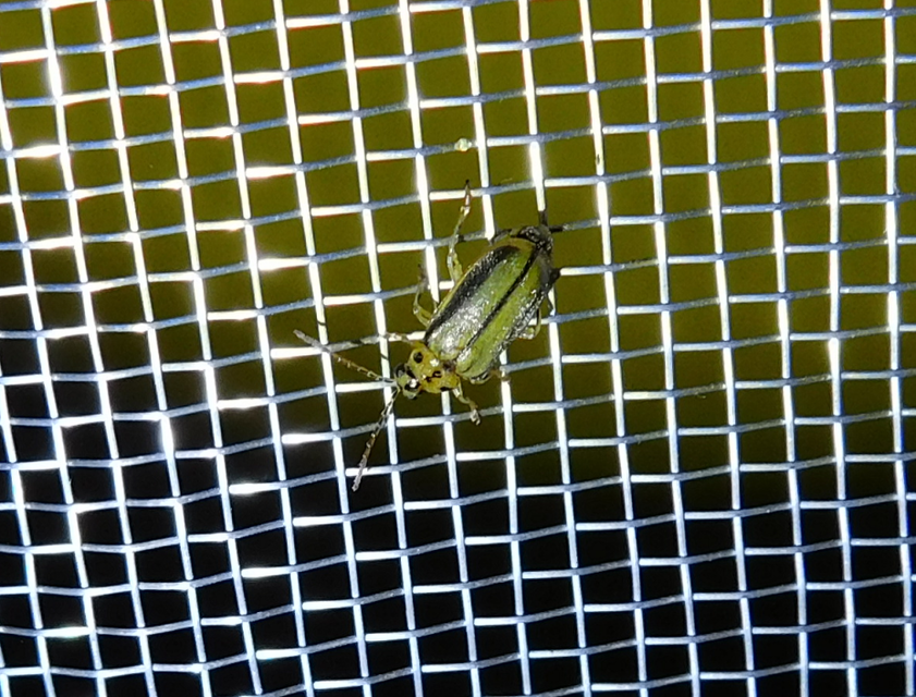 Xanthogalerucella luteola - szilfa-olajosbogár