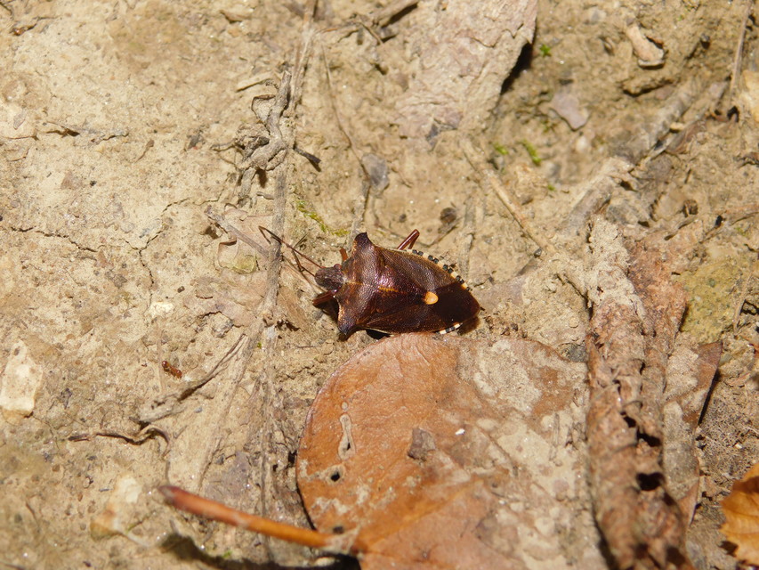 Pentatoma rufipes - vöröslábú címerespoloska Pentatoma rufipes - vöröslábú címerespoloska
