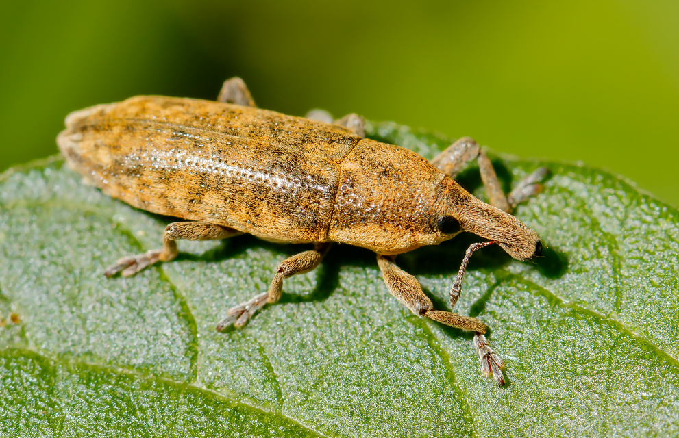 Lixus subtilis - disznóparéj-dudvabarkó