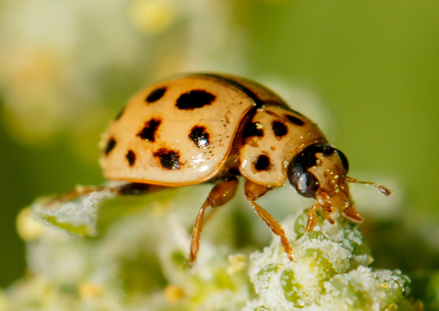 Tytthaspis sedecimpunctata - tizenhatpettyes katica
