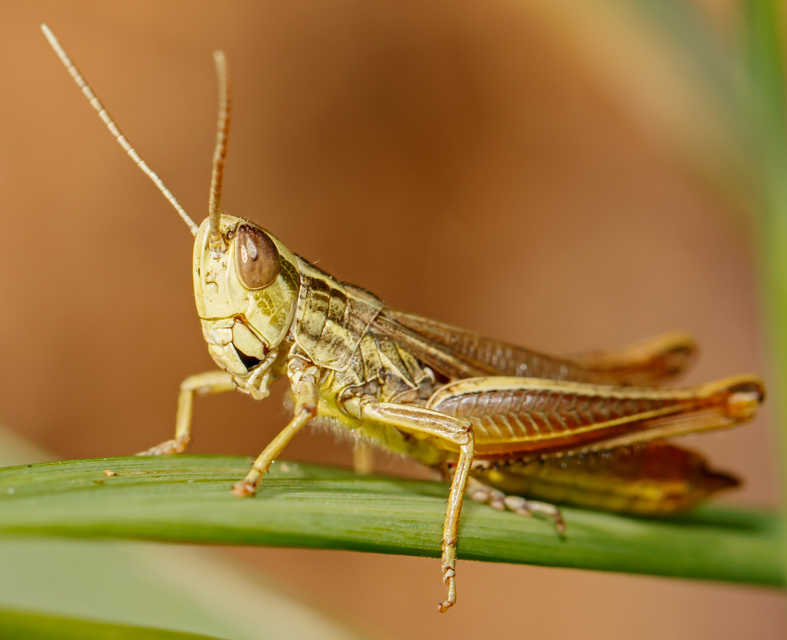 Euchorthippus declivus - rövidszárnyú rétisáska