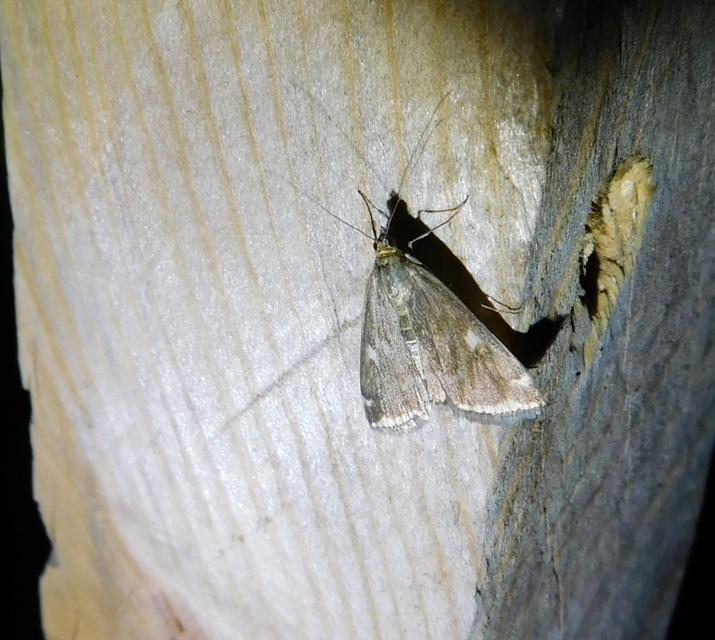 Loxostege sticticalis - muszkamoly