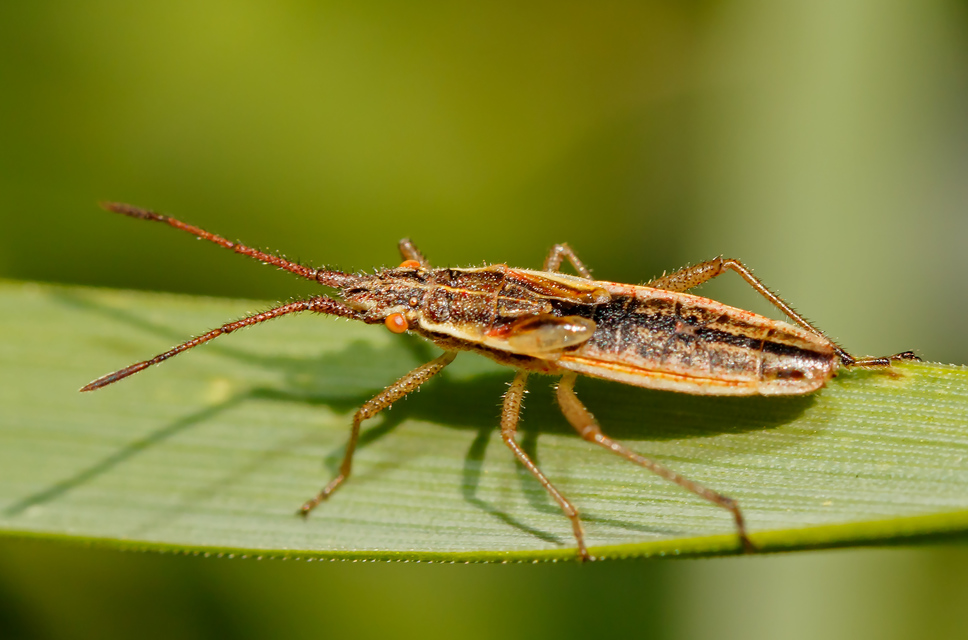 Myrmus miriformis - kurtaszárnyú karimáspoloska