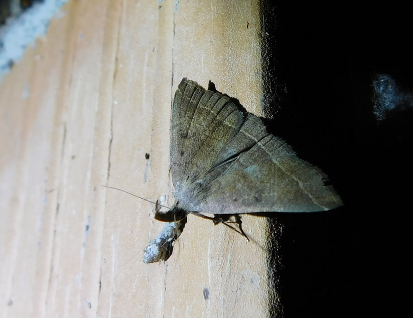 Pechipogo plumigeralis - tollascsápú karcsúbagoly