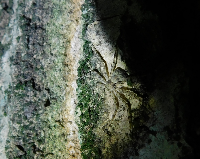 Philodromus poecilus - cifra karolópók