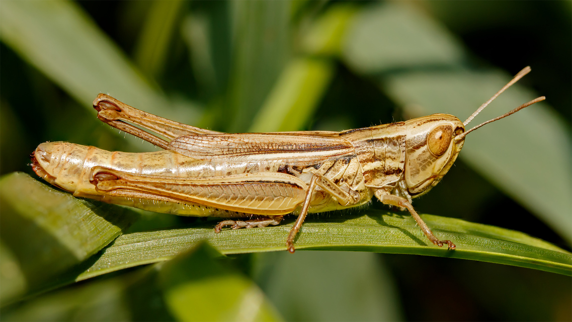 Euchorthippus declivus - rövidszárnyú rétisáska