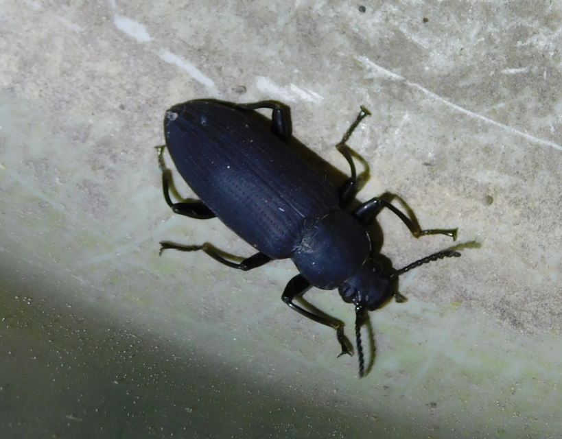 Zophobas morio