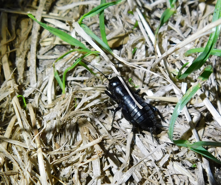 Gryllus campestris - mezei tücsök