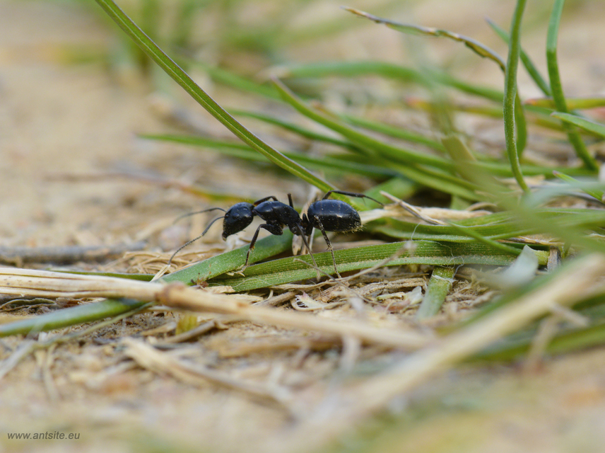 Camponotus aethiops - szőrös lóhangya