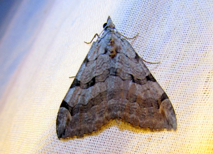 Aplocera efformata/plagiata