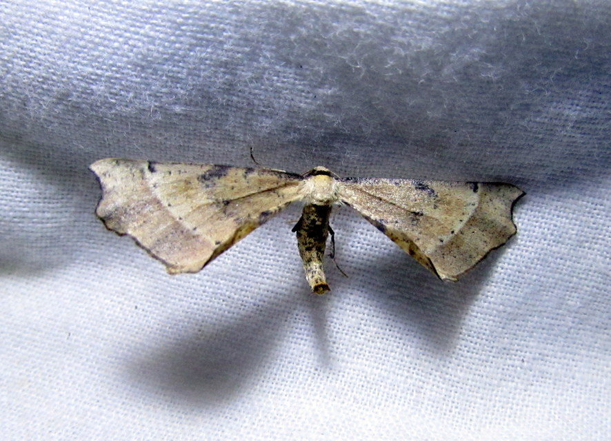 Artiora evonymaria - kecskerágó-araszoló