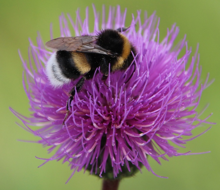 Bombus terrestris/lucorum