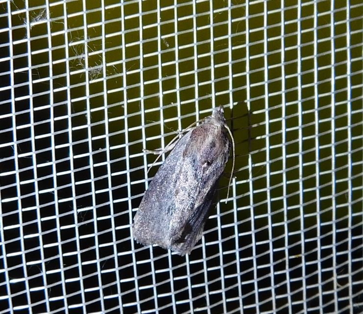 Galleria mellonella - nagy viaszmoly
