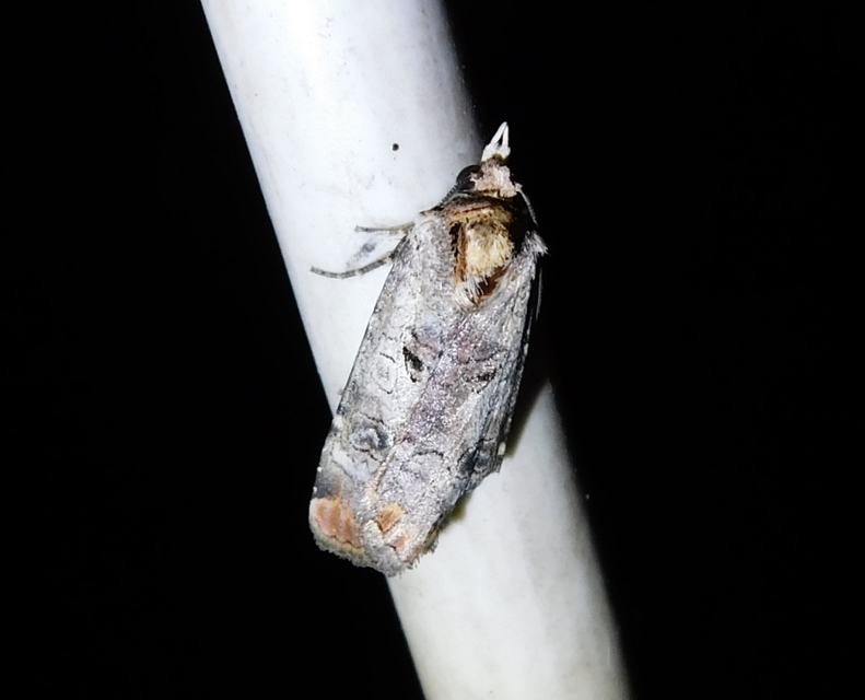 Epilecta linogrisea - karcsú sárgafűbagoly