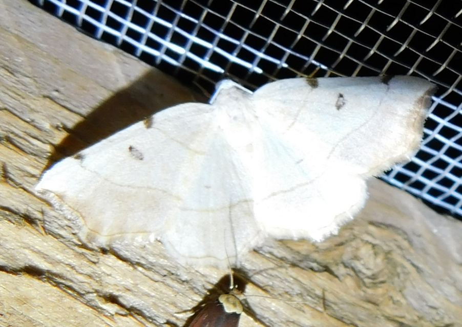 Eilicrinia trinotata - háromjegyű araszoló