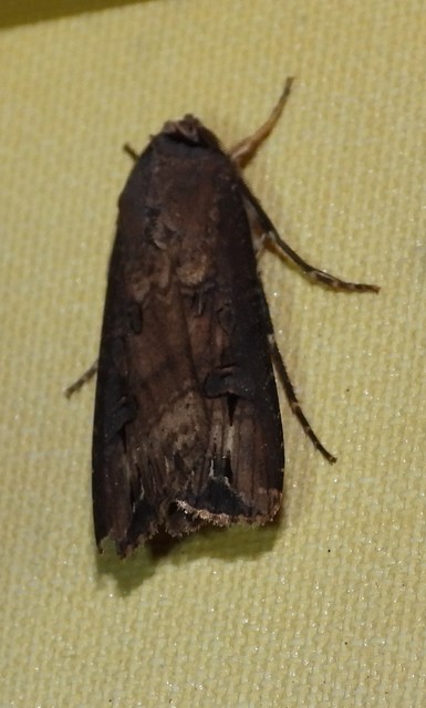 Agrotis ipsilon - nagy földibagoly