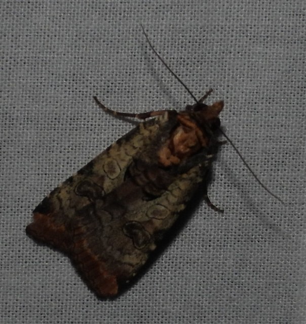 Epilecta linogrisea - karcsú sárgafűbagoly