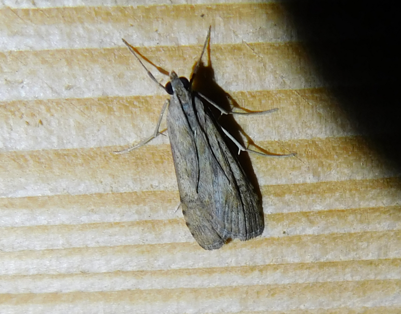 Nomophila noctuella - közönséges vándormoly