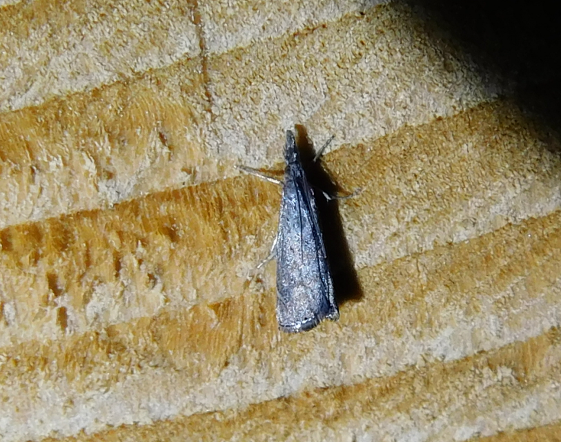 Platytes cerussella - törpe fűgyökérmoly