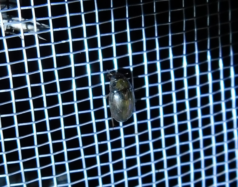 Enochrus