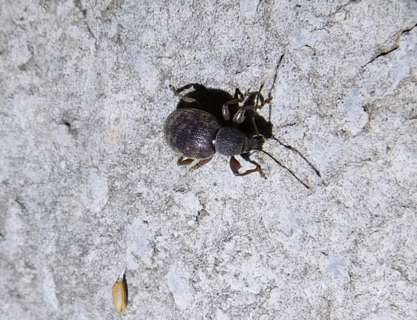 Otiorhynchus smreczynskii - zömök gyalogormányos