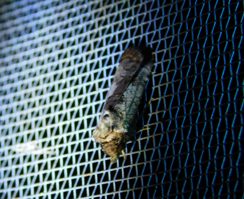 Epilecta linogrisea - karcsú sárgafűbagoly