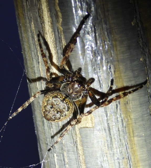 Nuctenea umbratica - közönséges rés-keresztespók