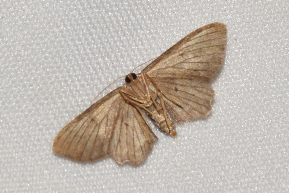 Idaea dimidiata - gyakori apróaraszoló