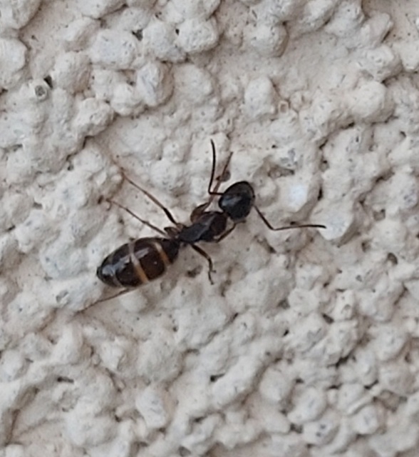 Camponotus fallax - ligeti lóhangya