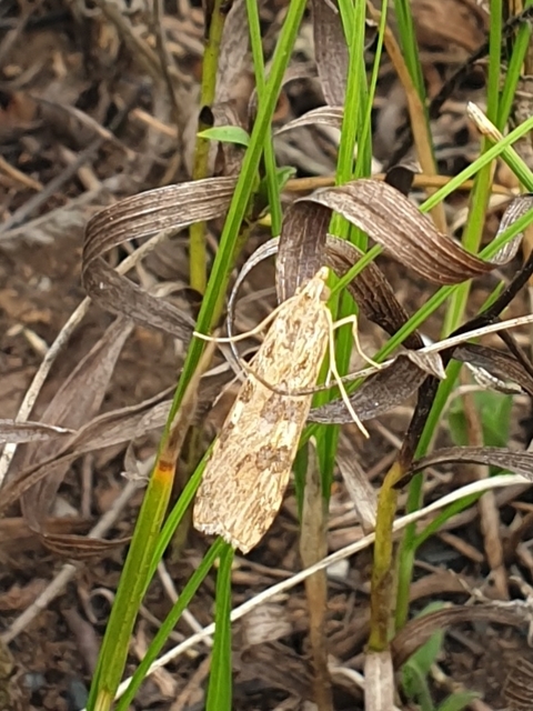 Nomophila noctuella - közönséges vándormoly