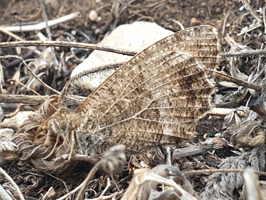 Arethusana arethusa - közönséges szemeslepke