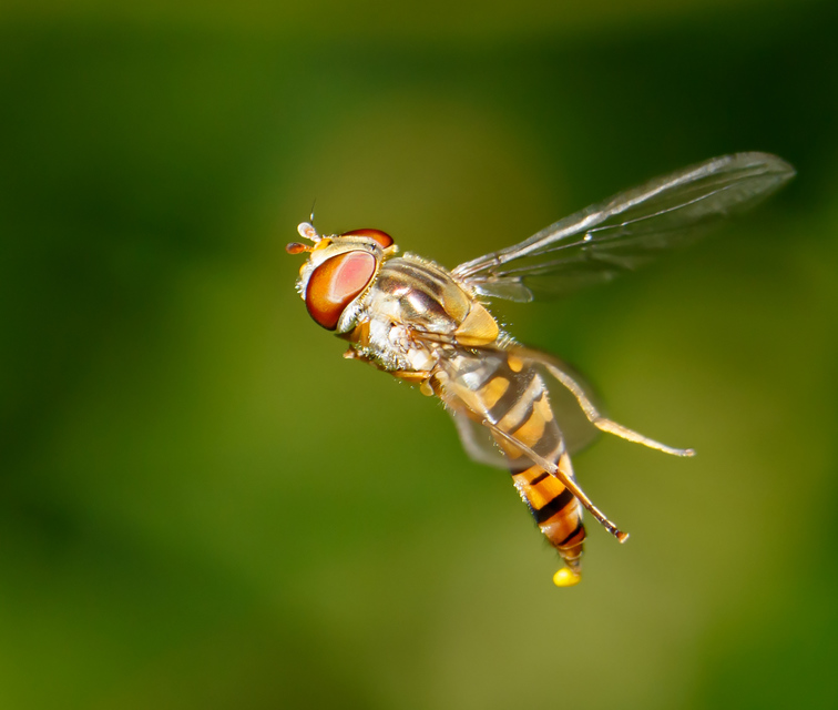 Episyrphus balteatus - ékfoltos zengőlégy