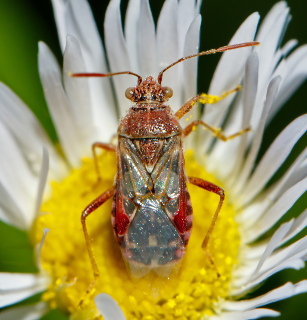 Liorhyssus hyalinus