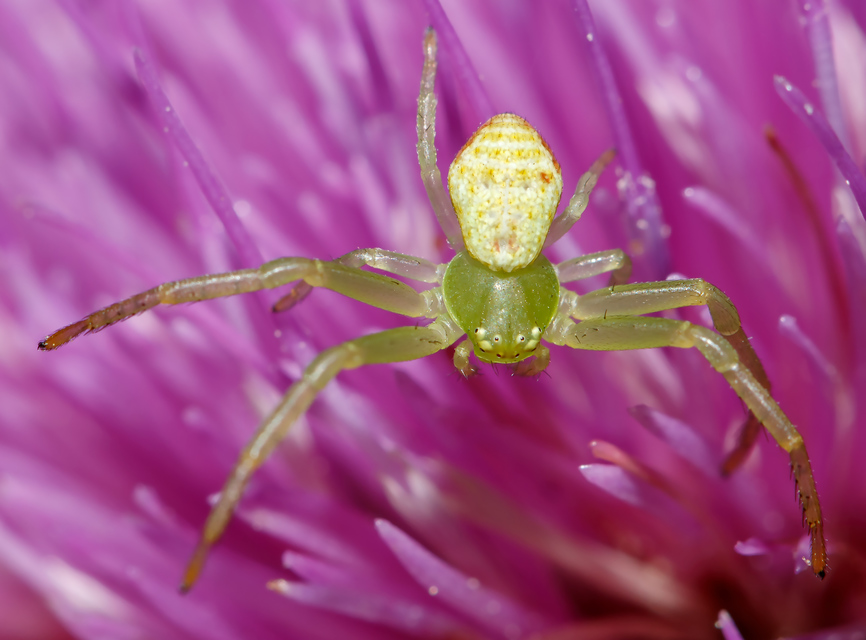 Ebrechtella tricuspidata - alakoskodó karolópók