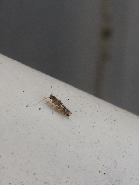 Phyllonorycter