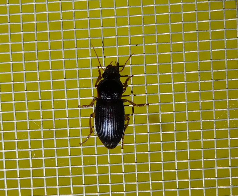Harpalus griseus - kis selymesfutó