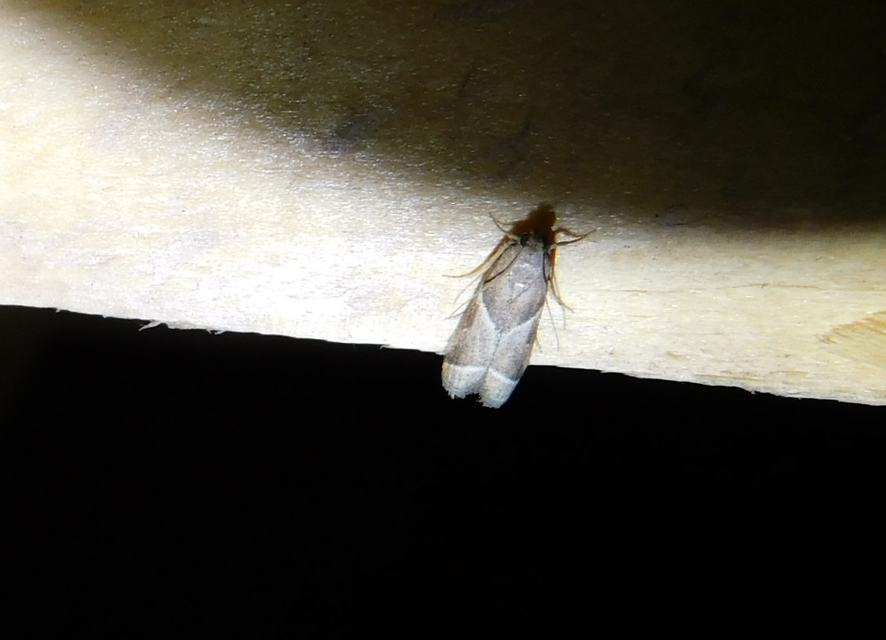 Nyctegretis