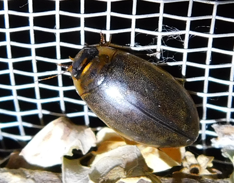 Rhantus suturalis - gyakori particsíkbogár