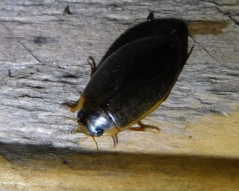 Rhantus