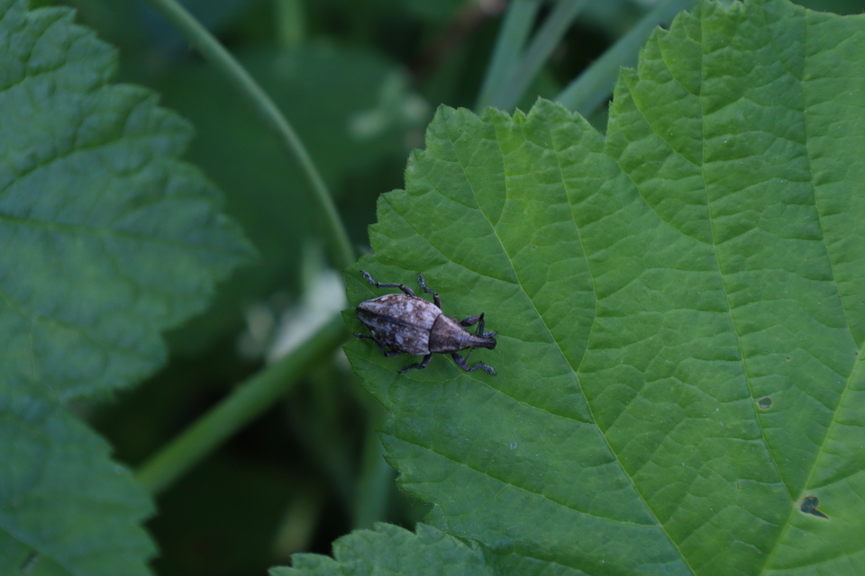 Lepyrus capucinus - pettyes fűzormányos