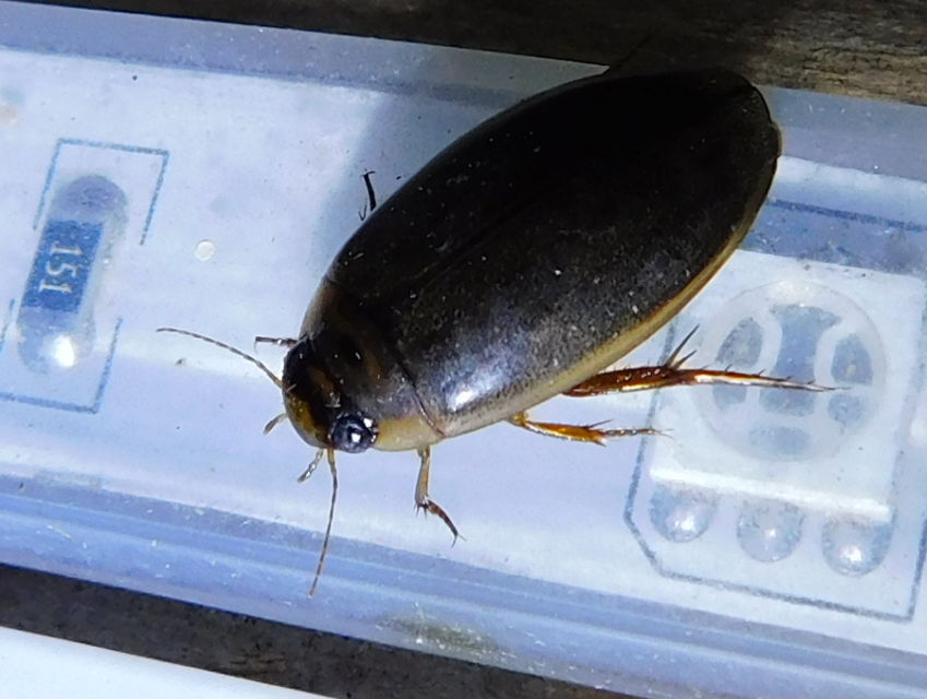 Rhantus
