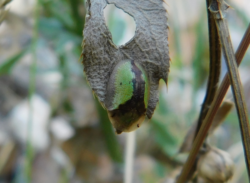 Cassida