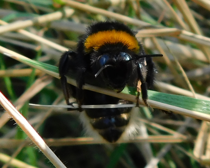 Bombus terrestris/lucorum