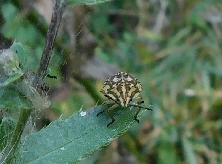 Carpocoris