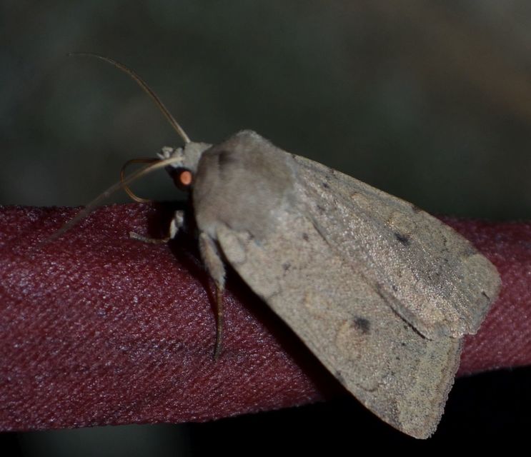Xestia castanea michaeli - csarabos fűbagoly