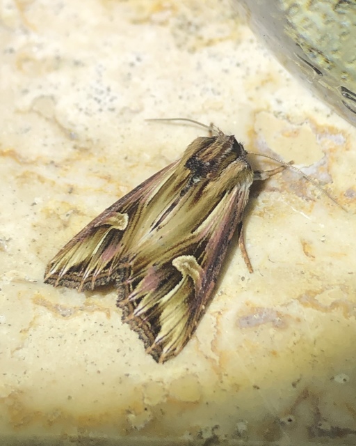 Actinotia polyodon - nagy sugarasbagoly