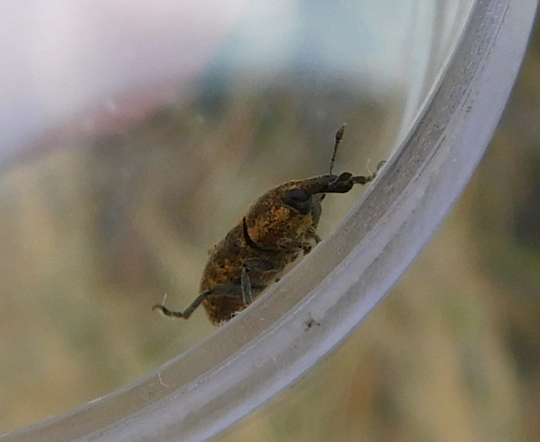 Larinus carlinae - foltos púderbarkó